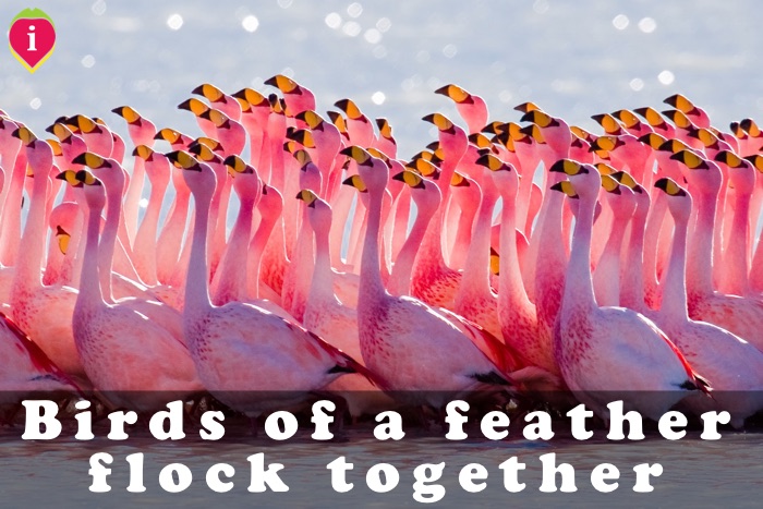 Tradução de Birds of a Feather Flock Together